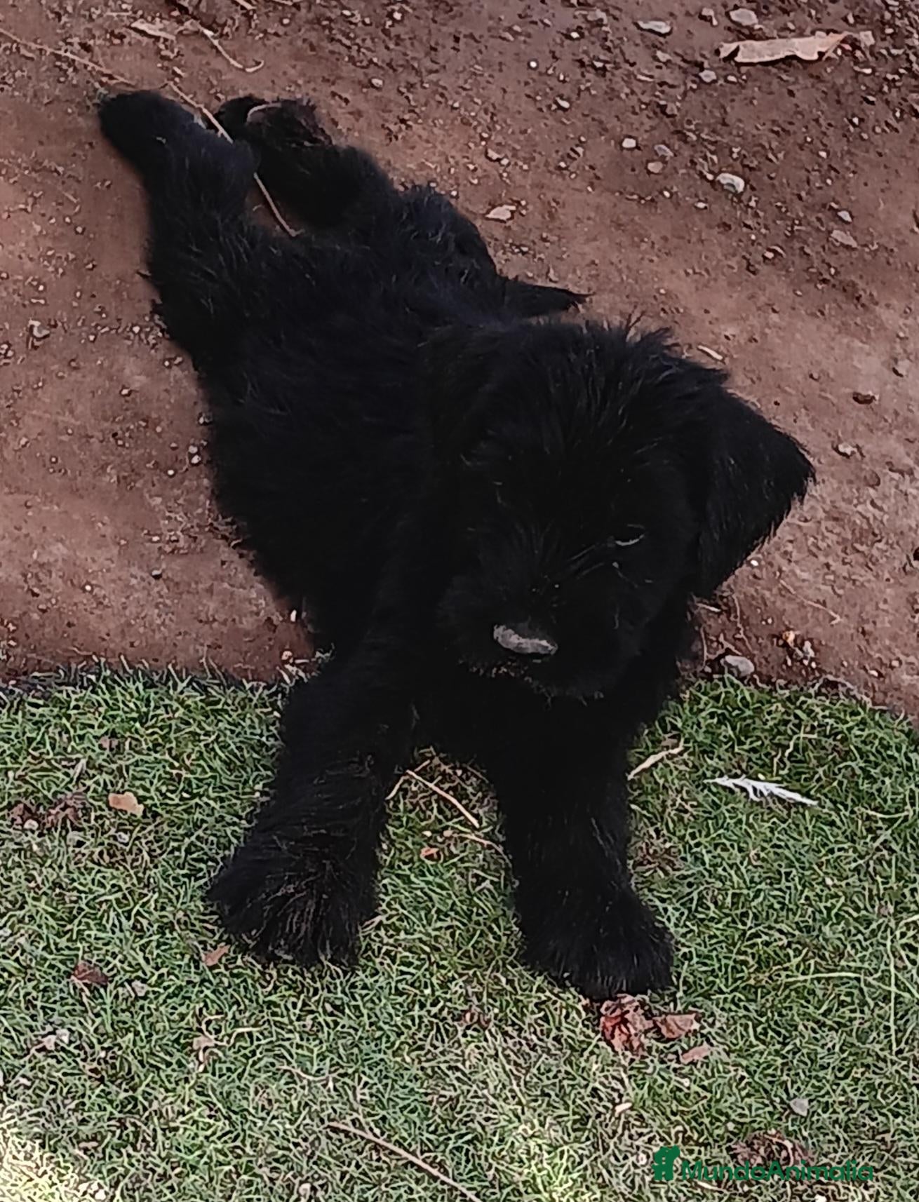 Schnauzer Gigante perros SchnauzerGiganteNegro - Anuncio 2