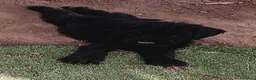 Schnauzer Gigante perros en venta: SchnauzerGiganteNegro - Anuncio 1