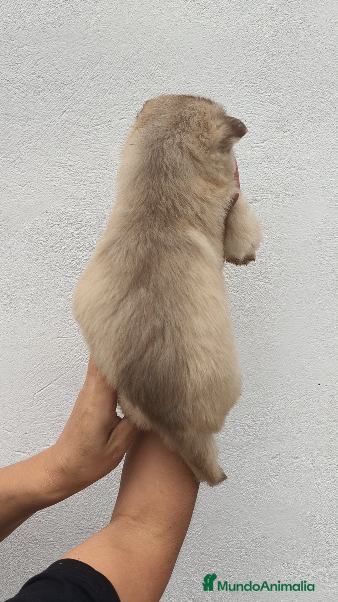 Husky Siberiano perros en venta: Último Macho Husky siberiano  - Imagen 3