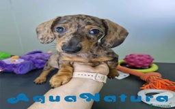 Teckel Miniatura perros en venta: Teckel Hembra 4459 AQUANATURA - Imagen 4