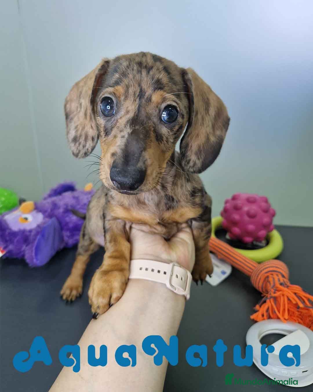 Teckel Miniatura perros en venta: Teckel Hembra 4459 AQUANATURA - Imagen 4
