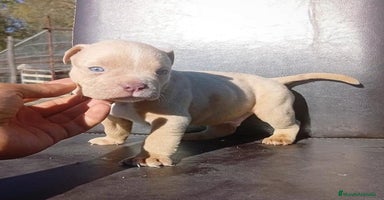 American Bully perros American bully pocket  - Anuncio 1