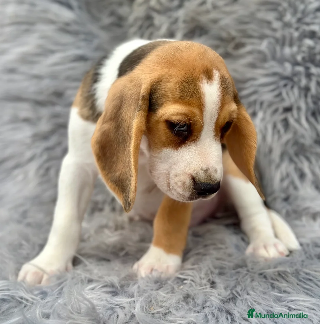Beagle perros en venta: BEAGLE TRICOLOR MACHOS DISPONIBLES - Anuncio 4