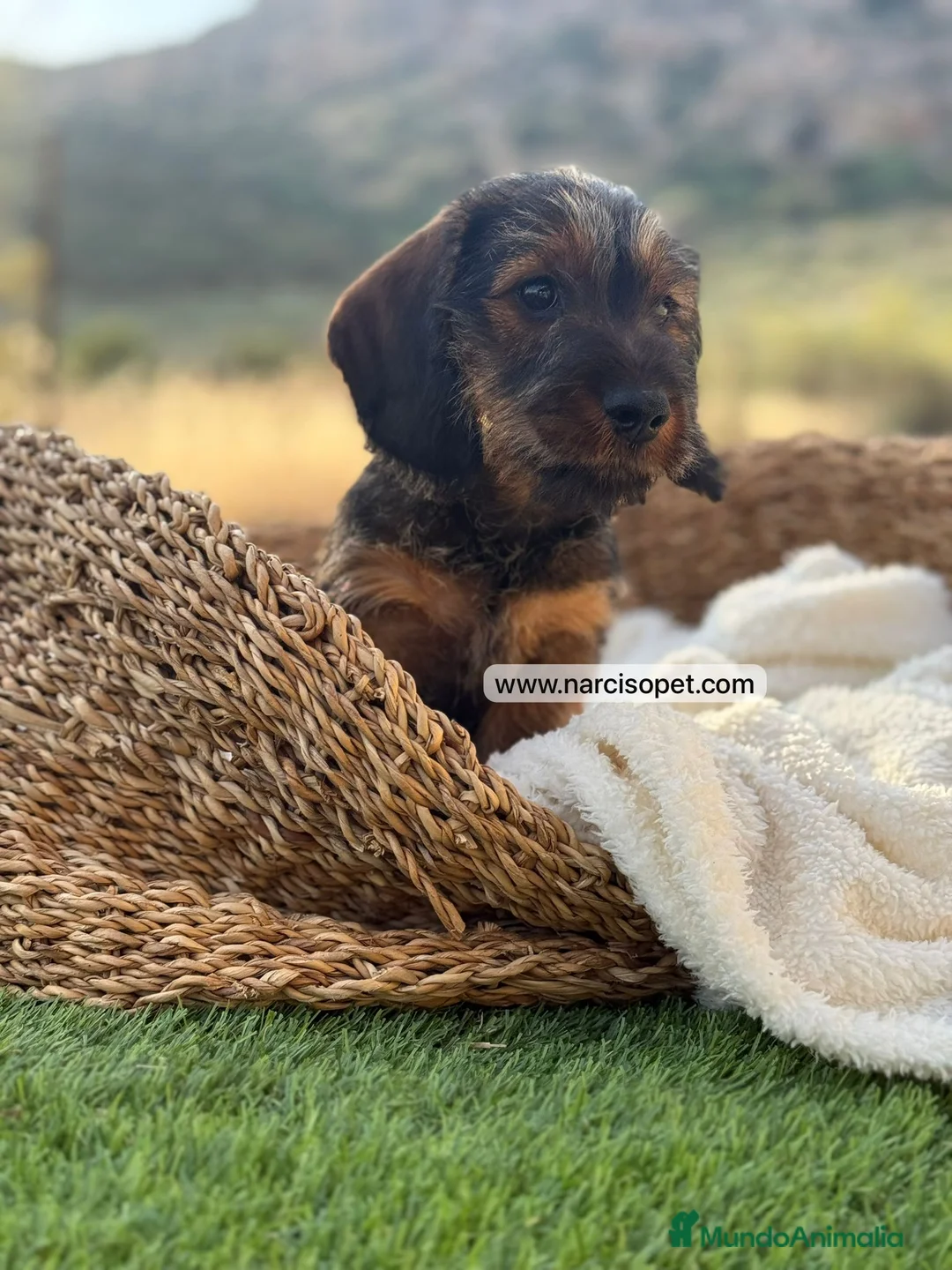Teckel Miniatura perros en venta: TECKEL PELO DURO JABALI - Anuncio 2