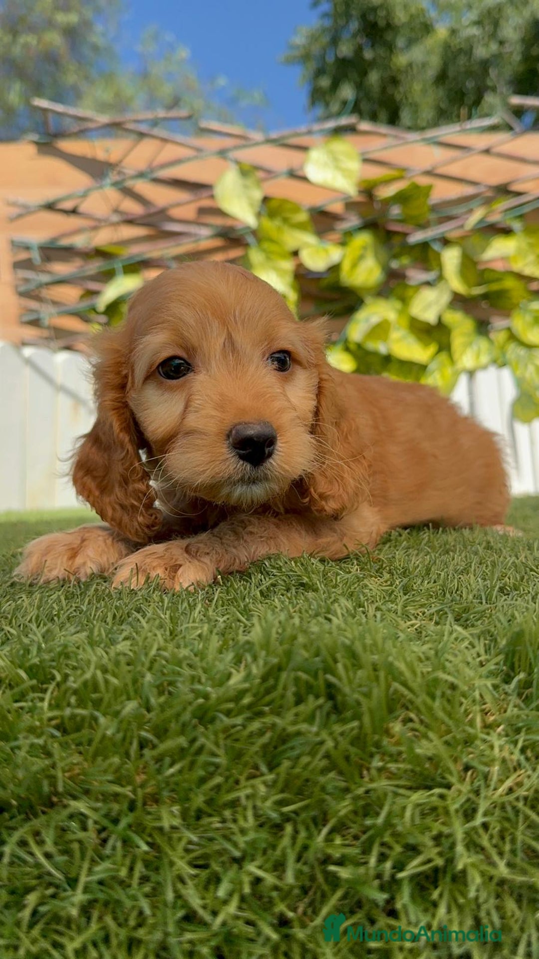 Otras razas perros en venta: Cockapoo hembra - Imagen 15