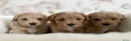 Maltipoo perros en venta: Maltipoo  - Anuncio 1