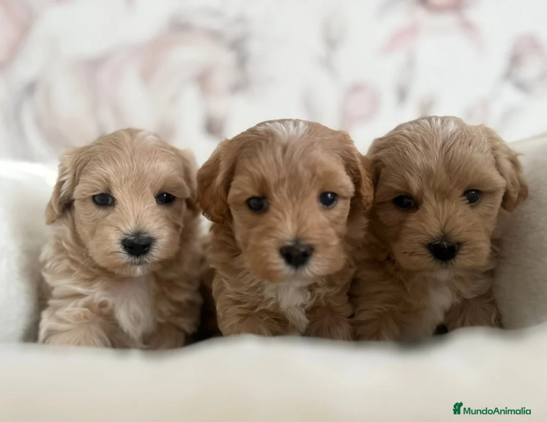 Maltipoo perros en venta: Maltipoo  - Anuncio 1