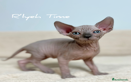 Sphynx gatos en venta: Sphynx - Imagen 3