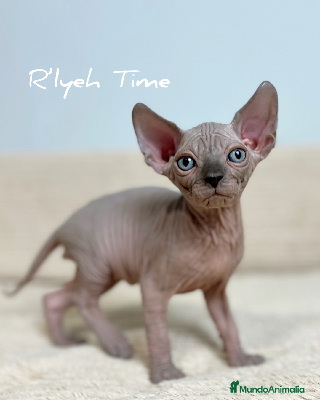 Sphynx gatos en venta: Sphynx - Imagen 3