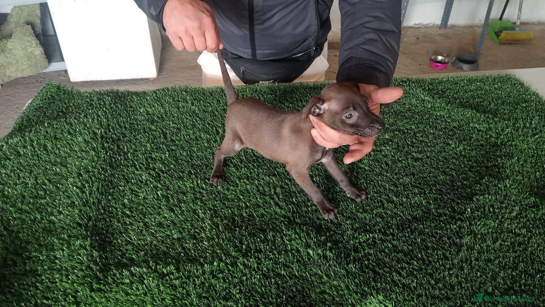 Pequeño Lebrel Italiano perros en venta: Piccolo blue  - Anuncio 4