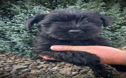Schnauzer Miniatura perros en venta: Cachorros de schnauzer mini - Imagen 3
