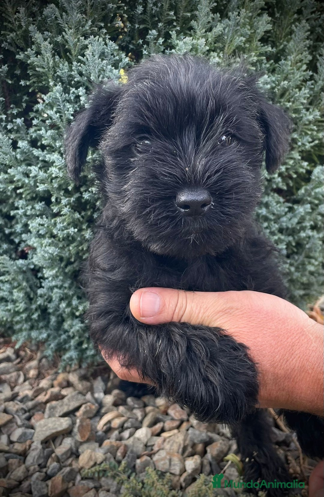 Schnauzer Miniatura perros en venta: Cachorros de schnauzer mini - Imagen 3