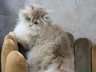 Británico de Pelo Largo gatos gatitos british longhair 📍lineas excepcionales - Anuncio 1