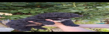 Perro de Agua Español 2