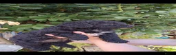 Perro de Agua Español perros en venta: Perro de agua  - Anuncio 2