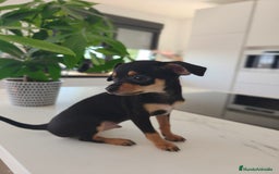 Pinscher Miniatura perros en venta: Mini pinchers  - Imagen 8