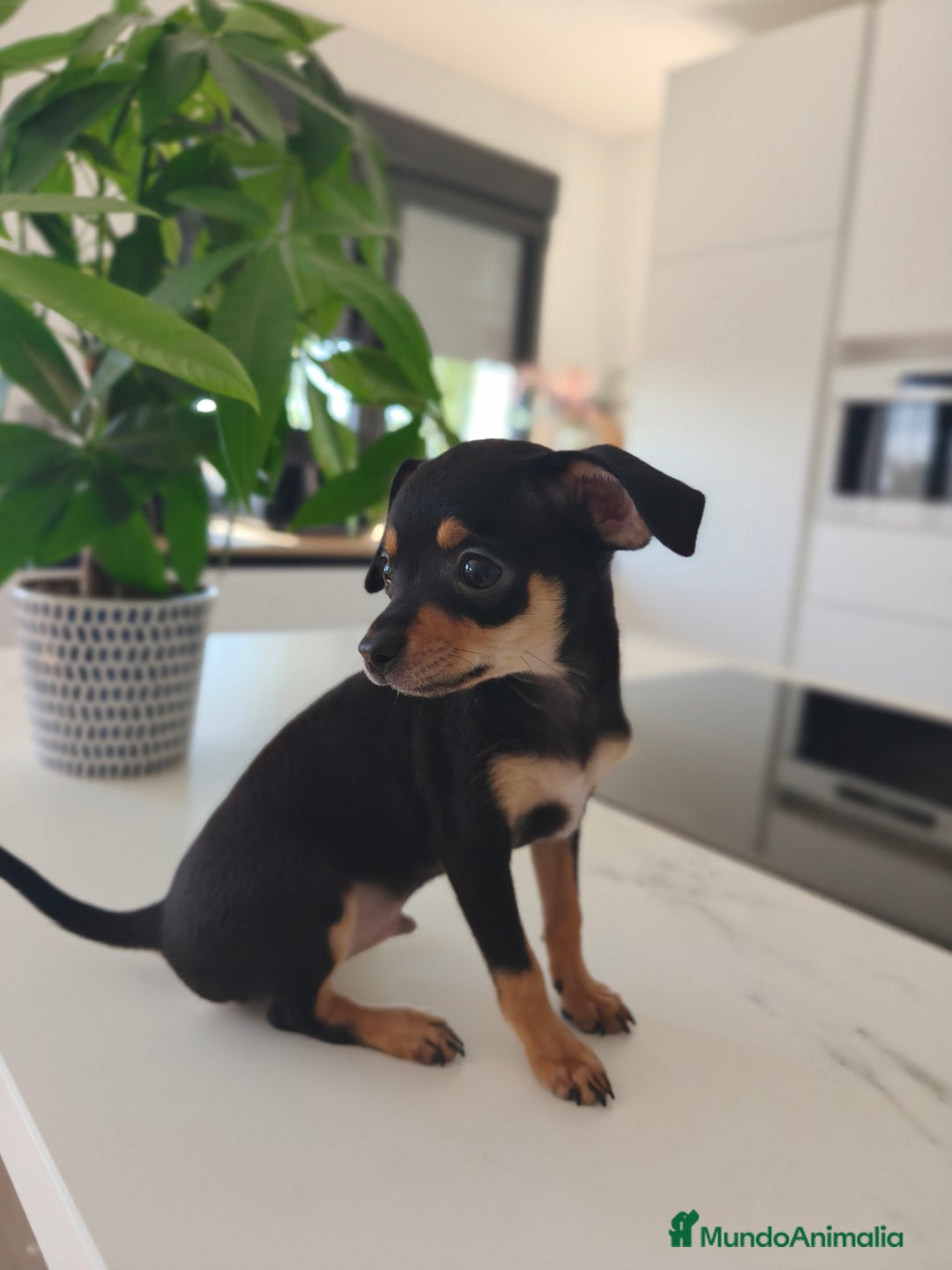 Pinscher Miniatura perros en venta: Mini pinchers  - Imagen 8