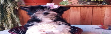 Biewer Yorkshire Terrier a la Pom Pon 1