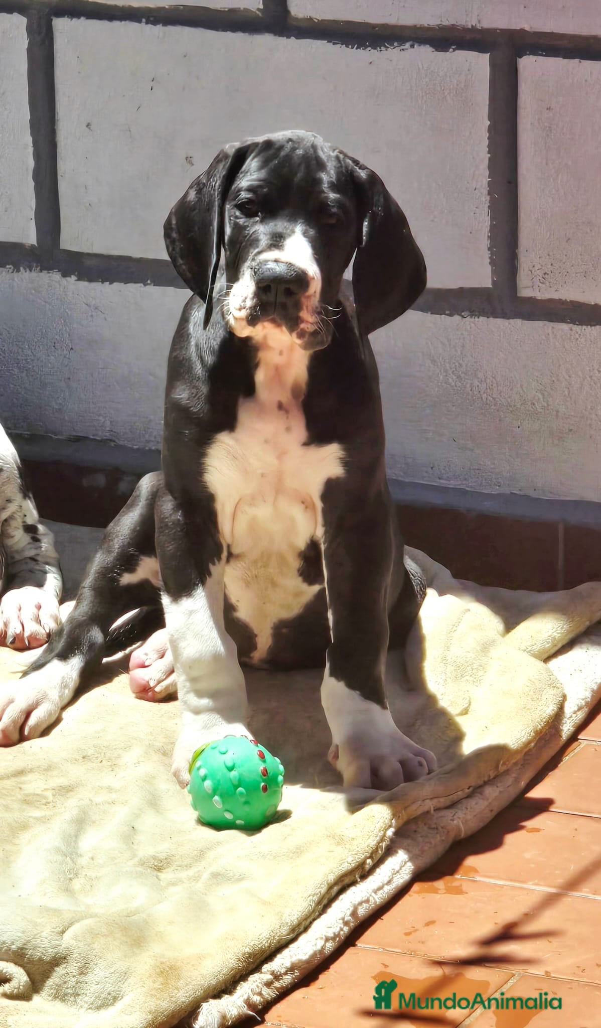 Dogo Alemán perros en venta: Dogo Aleman  - Anuncio 3