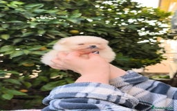 Pomerania perros en venta: Pomerania micro  línea rusa y coreana  - Anuncio 6