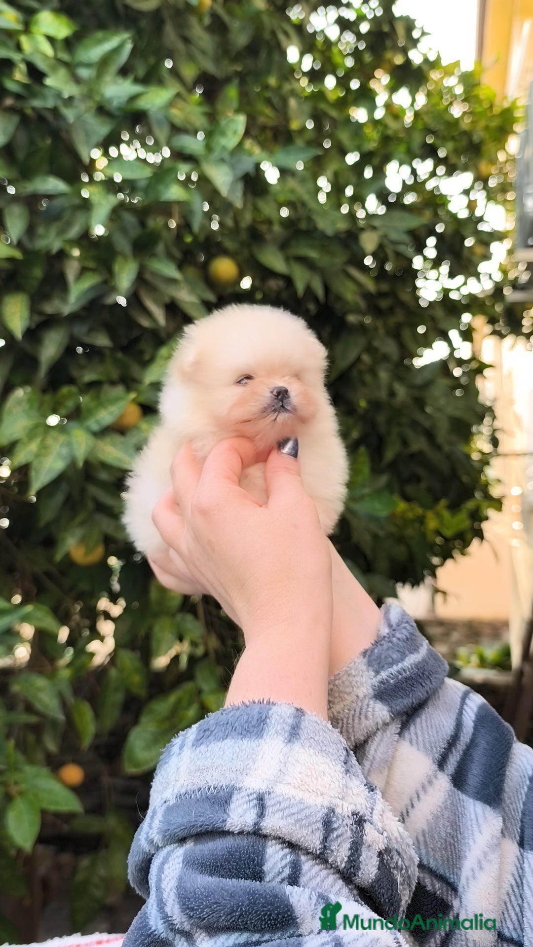 Pomerania perros en venta: Pomerania micro  línea rusa y coreana  - Anuncio 6