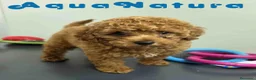 Caniche Toy perros en venta: Caniche Macho 1918 AQUANATURA - Anuncio 7