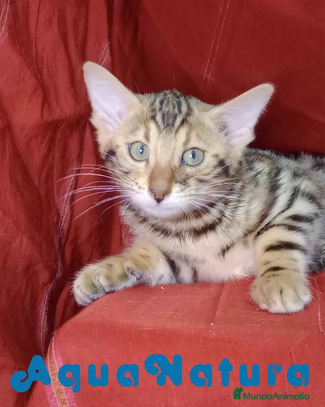 Bengalí gatos en venta: Bengali Hembra 6262 - AQUANATURA en Barcelona - Anuncio 3