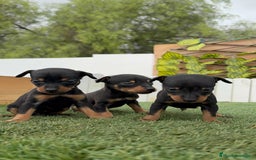 Pinscher Miniatura perros en venta: PINSCHER MINIATURA - Imagen 1