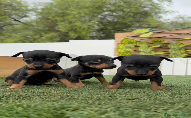 Pinscher Miniatura perros - Anuncio 1