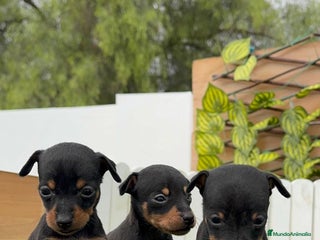 Pinscher Miniatura perros - Anuncio 1