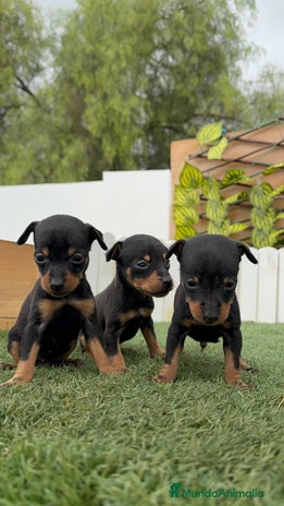 Pinscher Miniatura perros - Anuncio 1