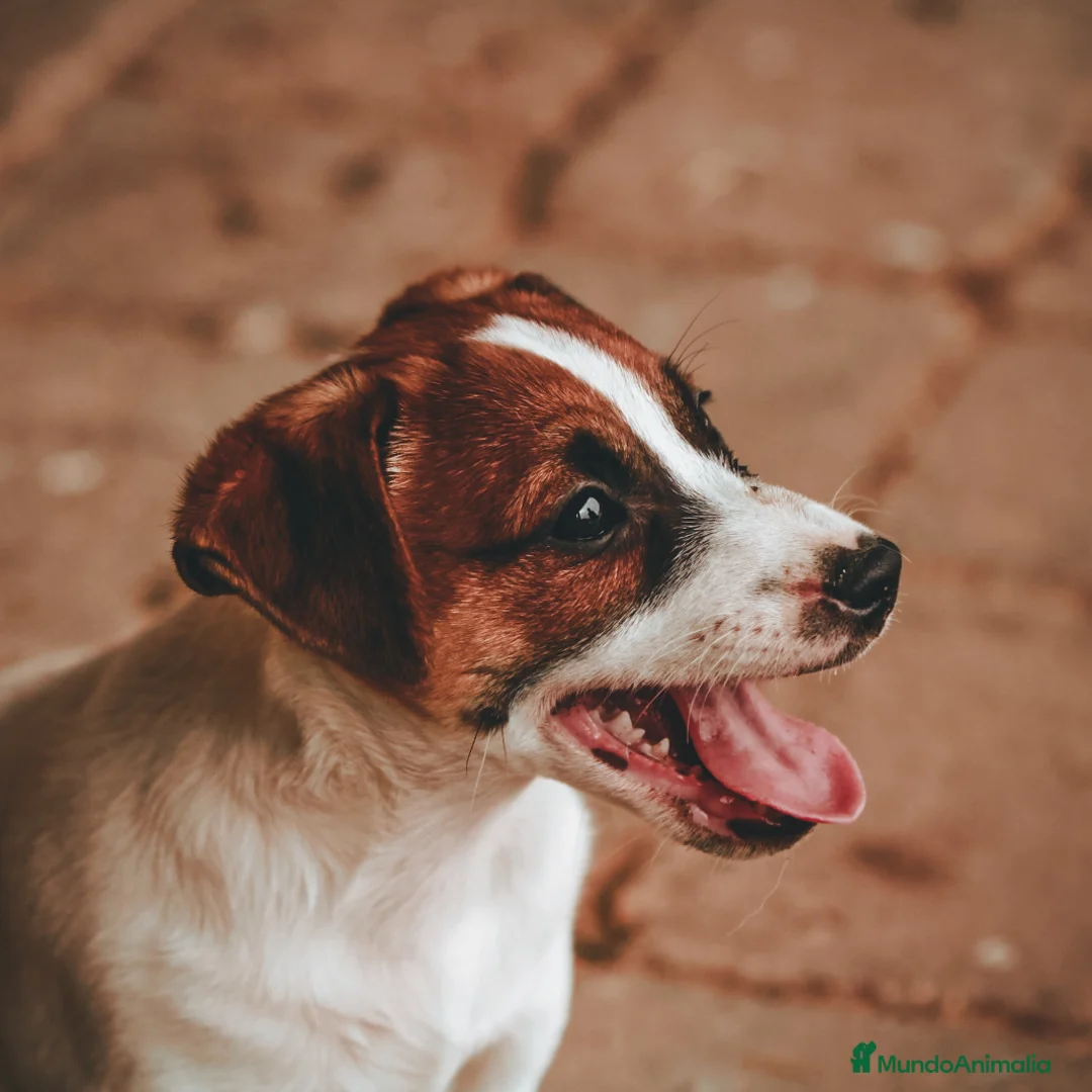 Imagen de galería {{count}}