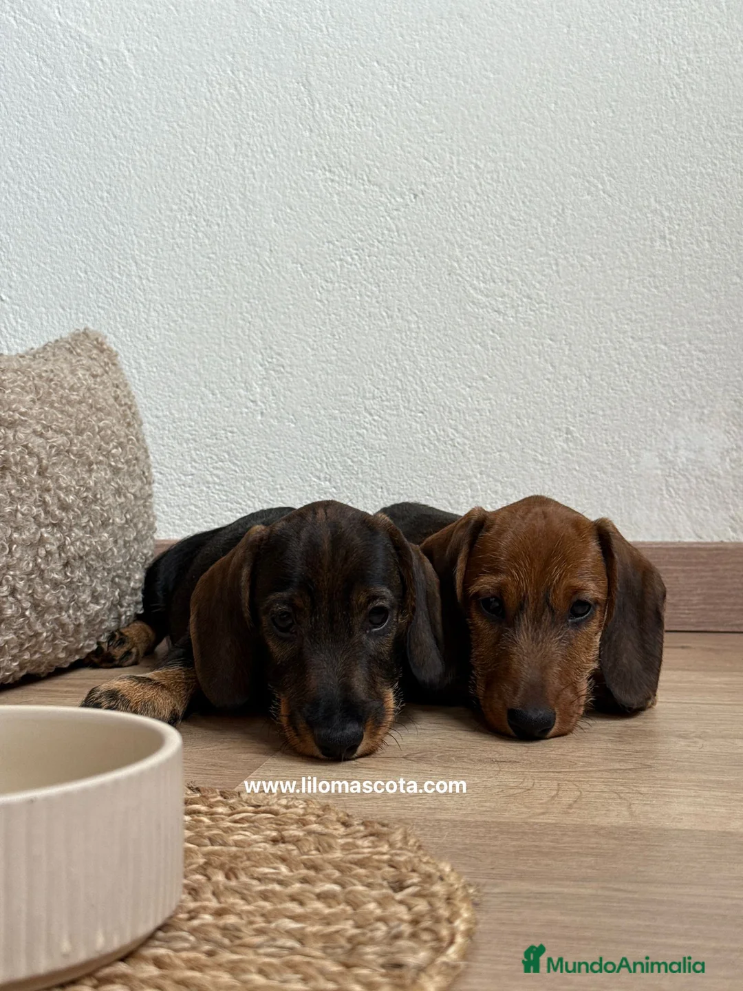 Teckel Miniatura perros en venta: TECKEL PELO DURO - Anuncio 4