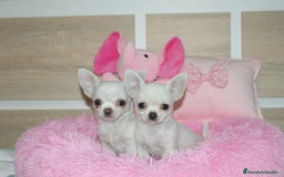 Chihuahua perros en venta: CHIHUAHUAS  - Imagen 2
