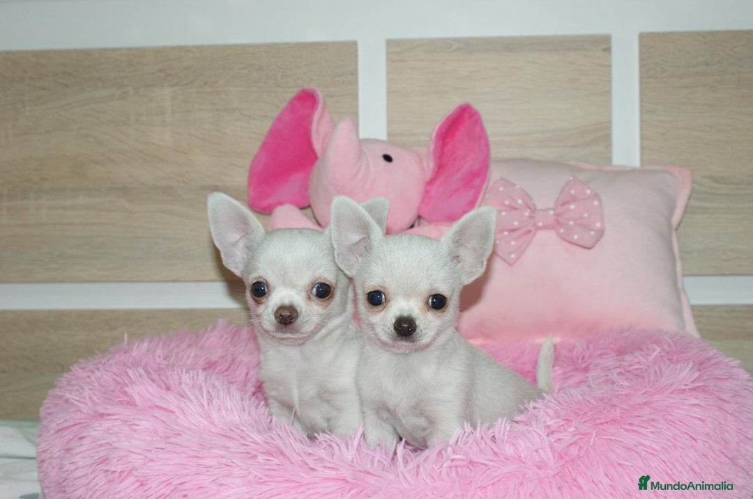 Chihuahua perros en venta: CHIHUAHUAS  - Imagen 2