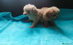 Caniche Toy perros en venta: Caniches toy - Imagen 2