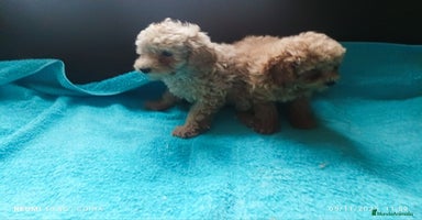 Caniche Toy perros - Anuncio 1