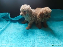 Caniche Toy perros - Anuncio 11