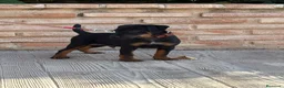 Terrier Alemán de Caza perros en venta: Cachorro Jagd terrier gran calidad  - Anuncio 3