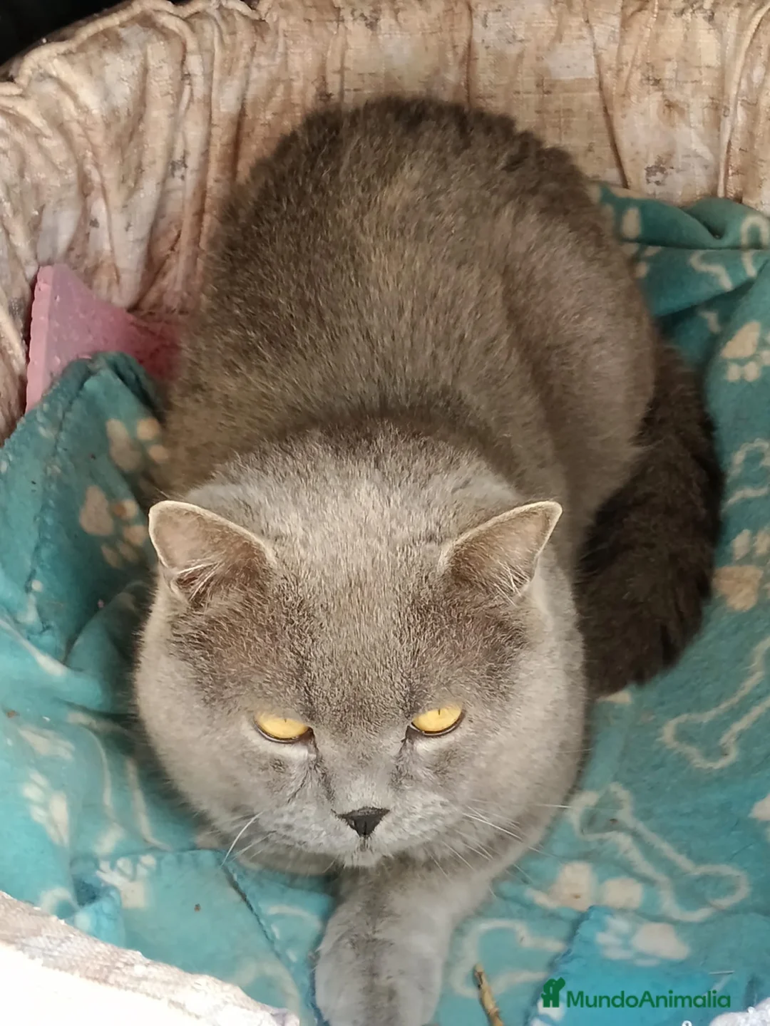 Británico de Pelo Corto Azul gatos en venta: BRITISH BLUE Y LILAC - Anuncio 1