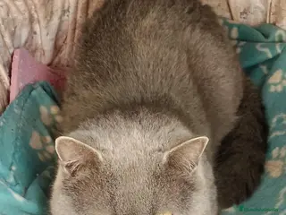 Británico de Pelo Corto Azul gatos BRITISH BLUE Y LILAC - Anuncio 4