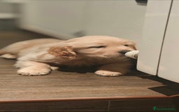 Golden Retriever perros en venta: Golden retriever  - Imagen 1