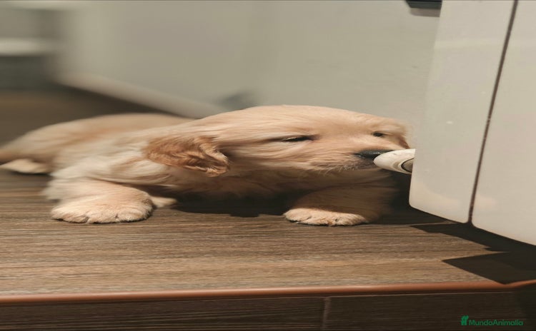 Golden Retriever perros - Anuncio 16