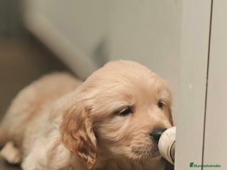 Golden Retriever perros - Anuncio 9