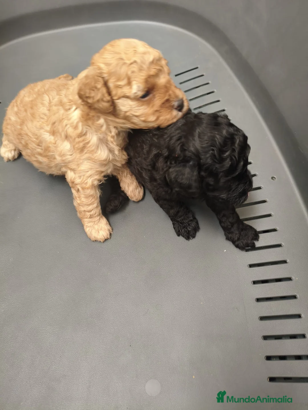 Caniche Enano perros en venta: caniche  - Anuncio 1