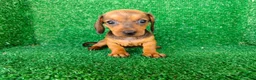 Teckel Miniatura perros en venta: teckel miniatura - Anuncio 18