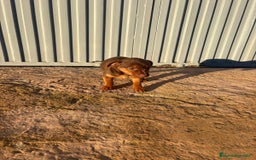 Pinscher Miniatura perros en venta: Pinscher miniatura hermbra chocolate  - Anuncio 2