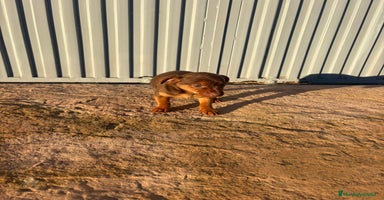 Pinscher Miniatura perros Pinscher miniatura hermbra chocolate  - Anuncio 2