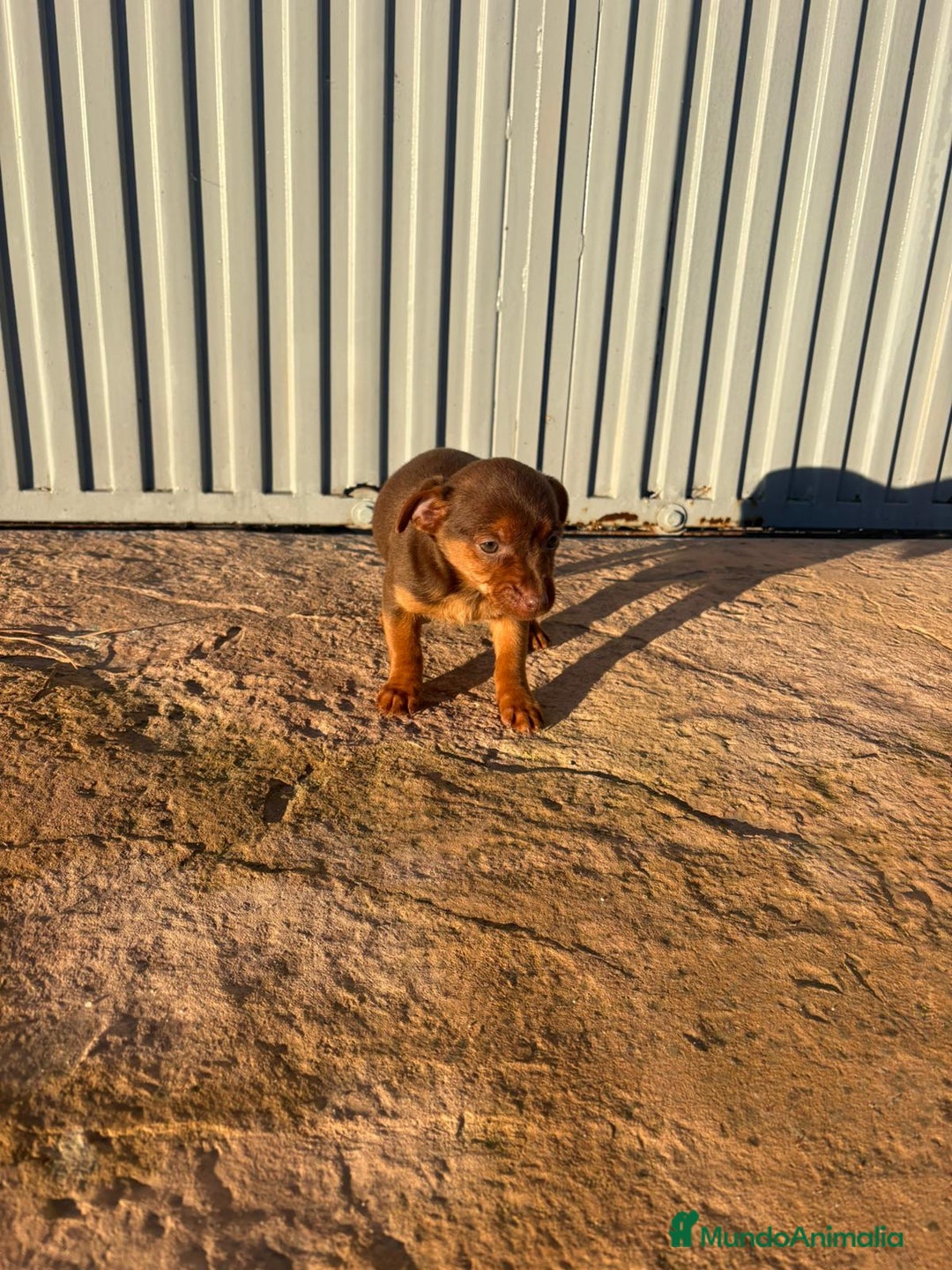 Pinscher Miniatura perros en venta: Pinscher miniatura hermbra chocolate  - Anuncio 2