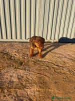 Pinscher Miniatura perros Pinscher miniatura hermbra chocolate - Anuncio 1